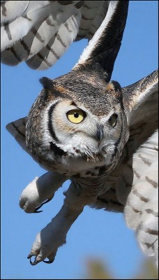 Great Horned Owl 2